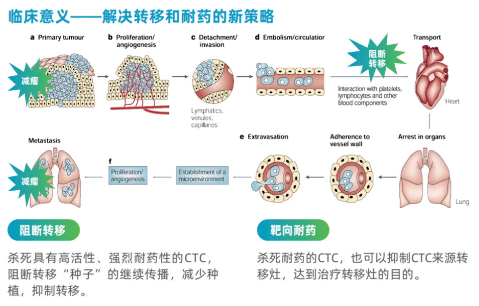 EvoTrace?循環腫瘤細胞測序平臺亮相2024肺癌防治學術交流會