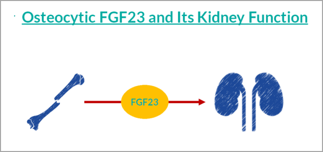 重大突破！研發FGF23項目，精準診斷CKD及CKD-MBD